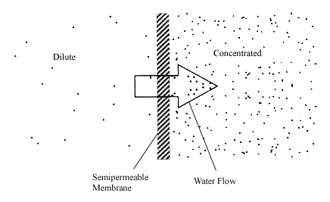Figure 1. In osmosis, water moves across the membrane from the dilute to the concentrated solution