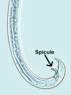 Figure 10. Male pinewood nematode with the characteristic rose-thorn shaped spicule (200x magnification). 