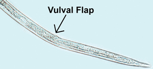 Figure 11. Female pinewood nematode with the characteristic vulval flap (200x magnification). 