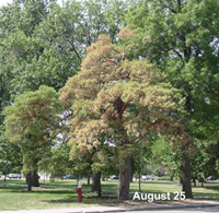 Figure 2. Scotch pine showing progression of branches browning due to pine wilt infection, August 25. Photo courtesy of Laurie Stepanek, Nebraska Forest Service.