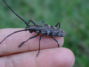 Figure 6. Adult pine sawyer beetle.