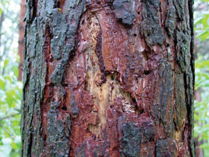 Figure 7. Feeding damage from pine sawyer larvae under the bark. 