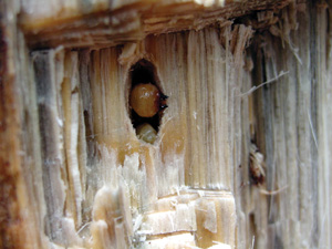 Figure 8. Pine sawyer larva in its pupal chamber. 