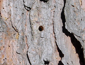 Figure 9. Pine sawyer beetle exit hole. 