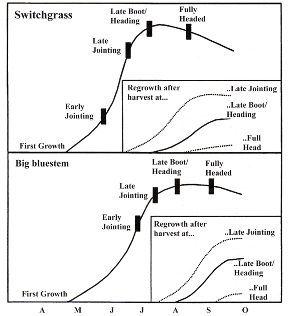 Figure 2. Forage accumulation of first growth and regrowth of switchgrass and big bluestem.