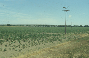 Figure 1. Localized areas of nematode infestation resulting in poor sugar beet stands.