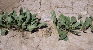Figure 2. Death of young plant from sugar beet cyst nematode. 