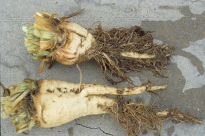 Figure 5. Root “bearding” caused by rhizomania, but would also resemble sugar beet cyst nematode damage. 