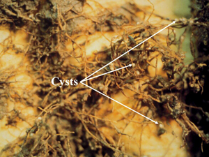 Figure 8. Lemon-shaped females (cysts) attached to fibrous roots late in the season