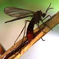 Figure 1. Adult Hessian flies. 