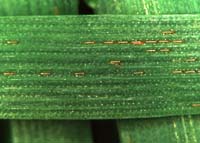 Figure 2. Hessian fly eggs on wheat.