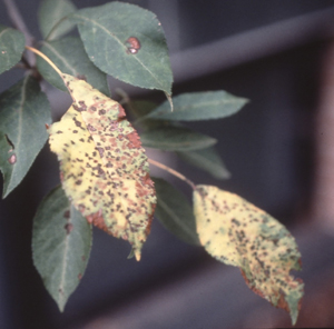 Figure 1. Apple scab symptoms on a leaf surface.
