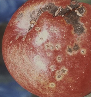 Figure 2. Apple scab on the fruit.