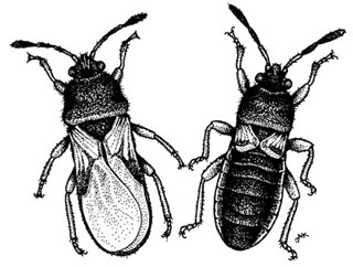 Figure 1. Winged and short-winged western chinch bugs.