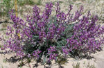 Wooly or Purple Locoweed