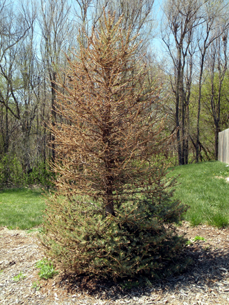 Figure 2. Spruce tree severely damaged by bagworms.
