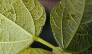 Figure 1. Early symptoms of common blight showing small water-soaked lesions on the underside of leaves.