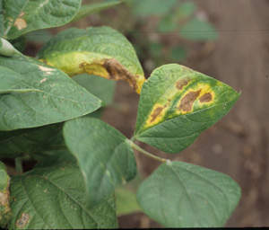 Figure 3. Common blight lesions present in both interveinal areas and margins of leaves.