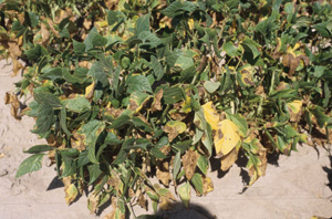 Figure 4. Severe infection from common blight showing burned appearance to leaves.