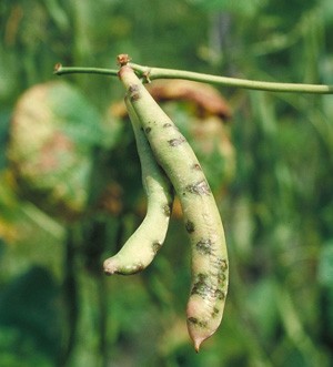 Figure 5. Reddish-brown and sunken lesion on pods associated with common blight infections. Credit: H.F. Schwartz 