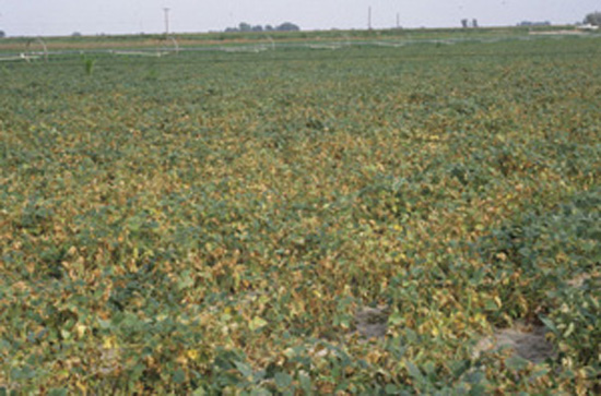 Figure 7. Severe field infection showing effects of pathogen spread after summer thunderstorms. Note also the side-roll type of sprinkler irrigation equipment in the background. Bacterial infections and spread are enhanced by sprinkler irrigation.