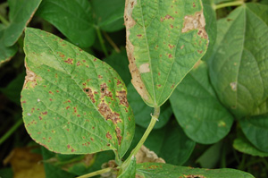 Figure 1. Small, brown, necrotic lesions characteristic of early bacterial brown spot infection. 