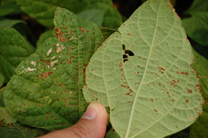 Figure 4. Water-soaking symptoms of bacterial brown spot on underside of leaves (leaf on right). 