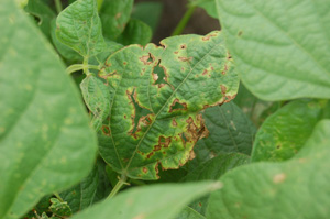 Figure 5. Areas of leaf where dead centers of old bacterial brown spot lesions have fallen out leaving tattered holes or strips. 