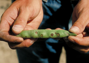 Figure 6. Dried, necrotic bacterial brown spot lesions on pods. Credit: H.F. Schwartz. 