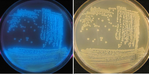 Figure 7. Fluorescent growth of brown spot pathogen on iron-deficient media under a black light (left); white to cream colored growth on standard media (right). Credit: H.F. Schwartz. 