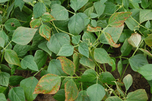 Figure 8. Bacterial brown spot infection in mid-vegetative stage of plant growth.
