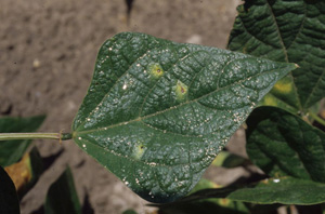 Figure 1. Halo blight lesions from field-grown dry beans consisting of a broad yellow-green halo surrounding necrotic center. 
