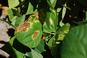 Figure 4. Necrotic center for common blight normally is much larger than that of halo blight. 