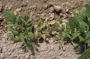 Figure 5. Systemic halo blight infection showing overall general chlorosis and stunting of plant. 
