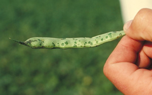 Figure 6. Small water-soaked lesions on pods characteristic of early halo blight infection. Credit: H.F. Schwartz. 