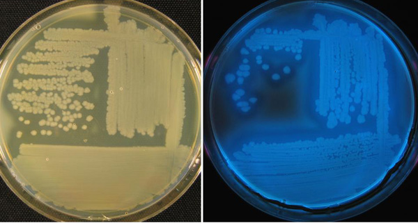 Figure 7. White-cream colored growth of halo blight pathogen on standard media (left), compared with fluorescent growth on iron-deficient media under a black light (right). Credit: H.F. Schwartz. 