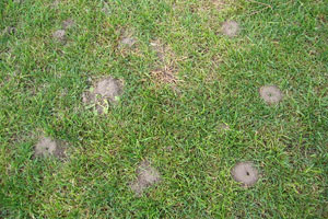 Figure 1. Lasius ant mounds on a golf course fairway.