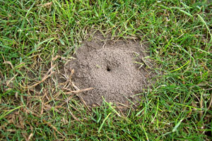 Figure 3. Close-up of ant mound. 