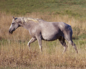 Figure 1. More than nine million horses are classified as “unwanted” each year. 