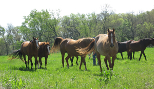 Figure 2.	Horse rescue facilities are another option for owners with unwanted horses.