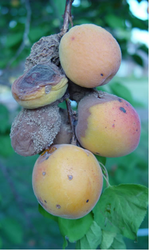 Figure 1. Brown rot infecting apricots and producing spores on the surface of infected apricots. These spores can infect other fruit.