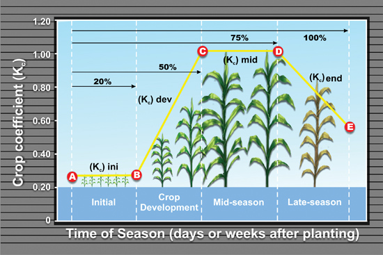 Figure 2. Crop coefficients (Kc) vary according to plant growth stage [(Kc)ini: crop coefficient for initial growth stage; (Kc)dev: coefficient for plant development stage; (Kc)mid: coefficient for mid season; and (Kc)end: coefficient toward the end of the season].
