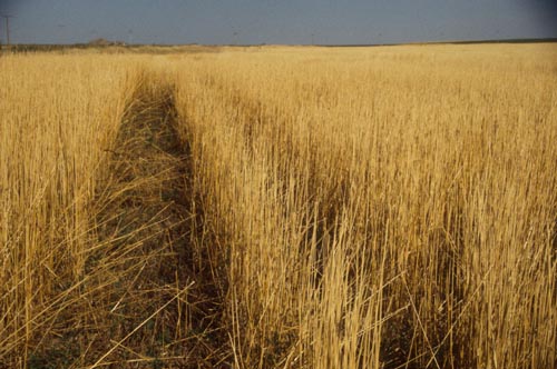 Figure 3. This wheat field south of Sidney, Neb., was harvested with a Shelborne Reynolds Combine Stripper Header.