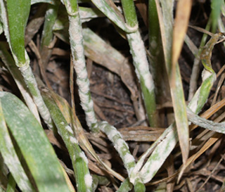 Figure 1. Powdery mildew on wheat stems.