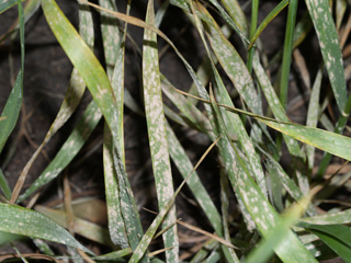 Figure 2. Powdery mildew on wheat leaves.