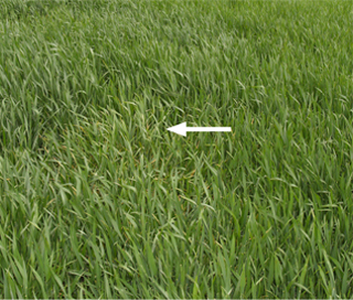 Figure 3. Stunting (arrow) of wheat caused by severe powdery mildew infection.