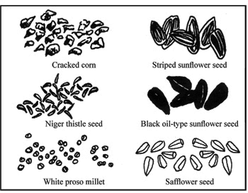 Figure 3. Examples of seeds for backyard birds.