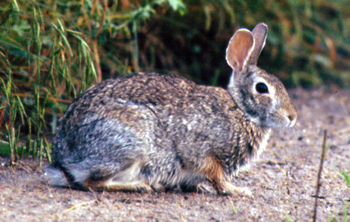 Figure 1. Eastern cottontail rabbit (Sylvilagus floridanus).