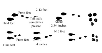 Figure 4. Tracks and droppings of jackrabbit (above) and cottontail (below). 