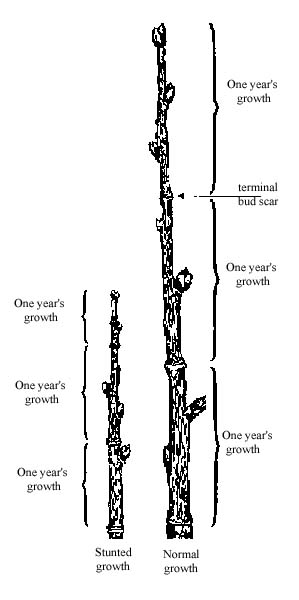Figure 1. Growth comparisons of a twig sample from a stressed tree with a twig sample from a healthy tree.